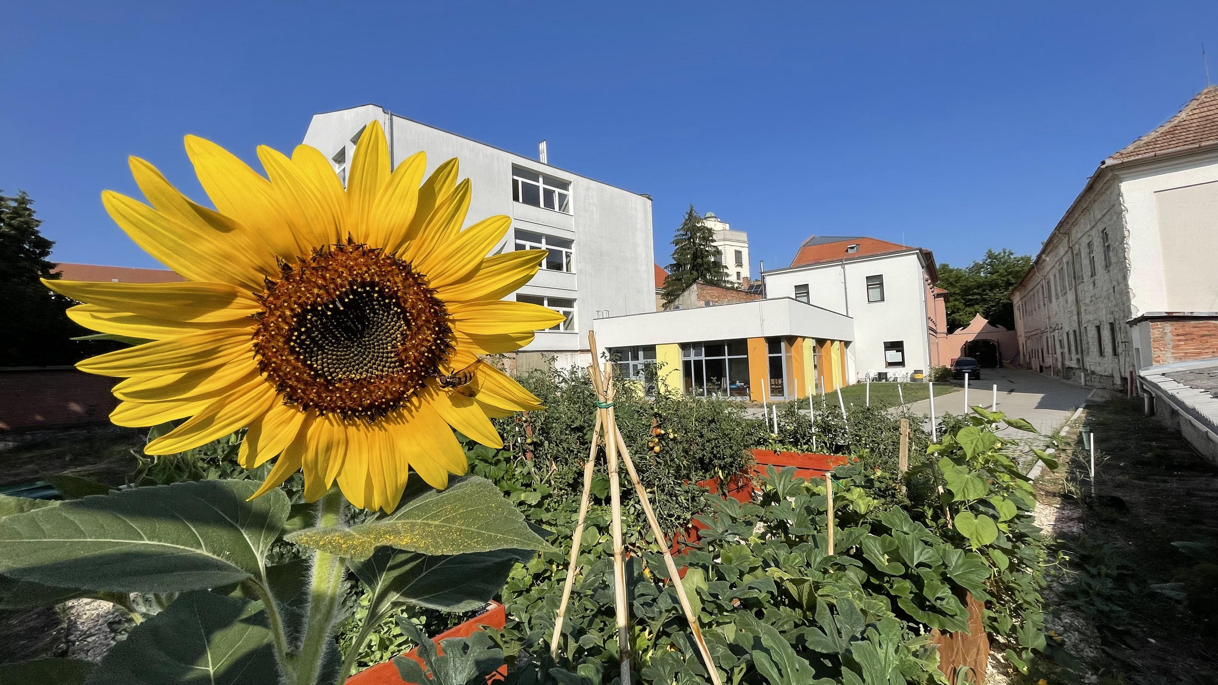 Közösségi kert Eger